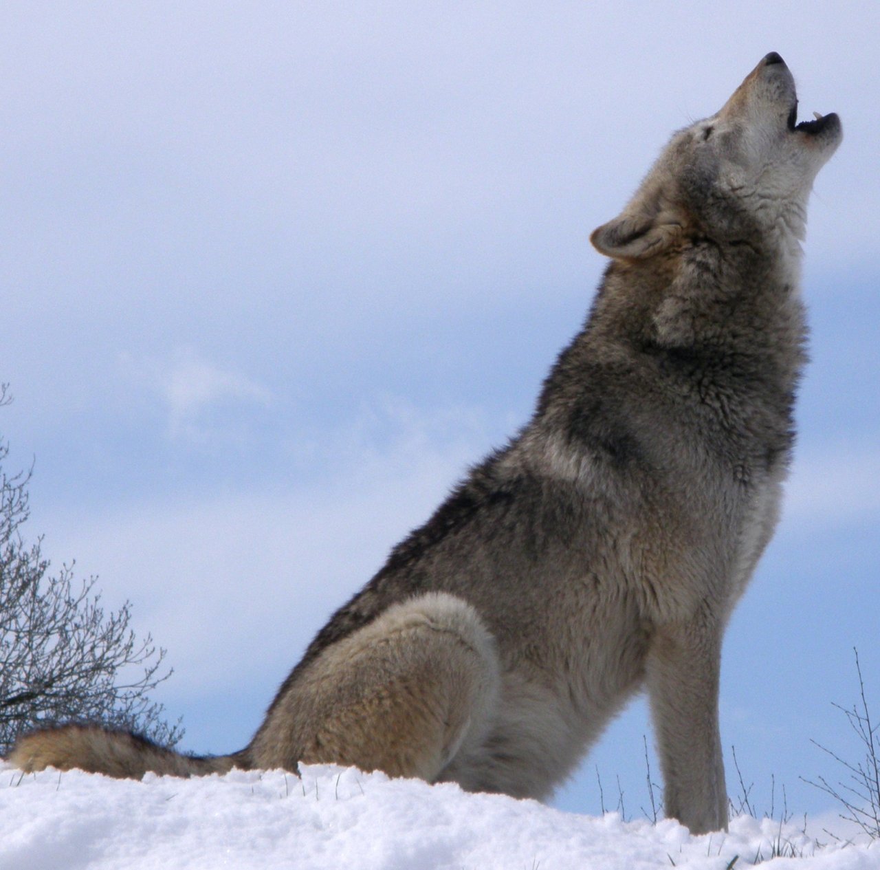 Fonds d'cran Animaux Loups Loups