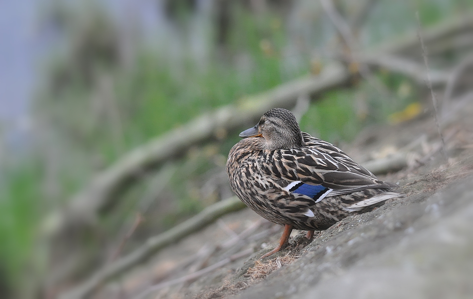 Fonds d'cran Animaux Oiseaux - Canards Mditation sur le quai ...