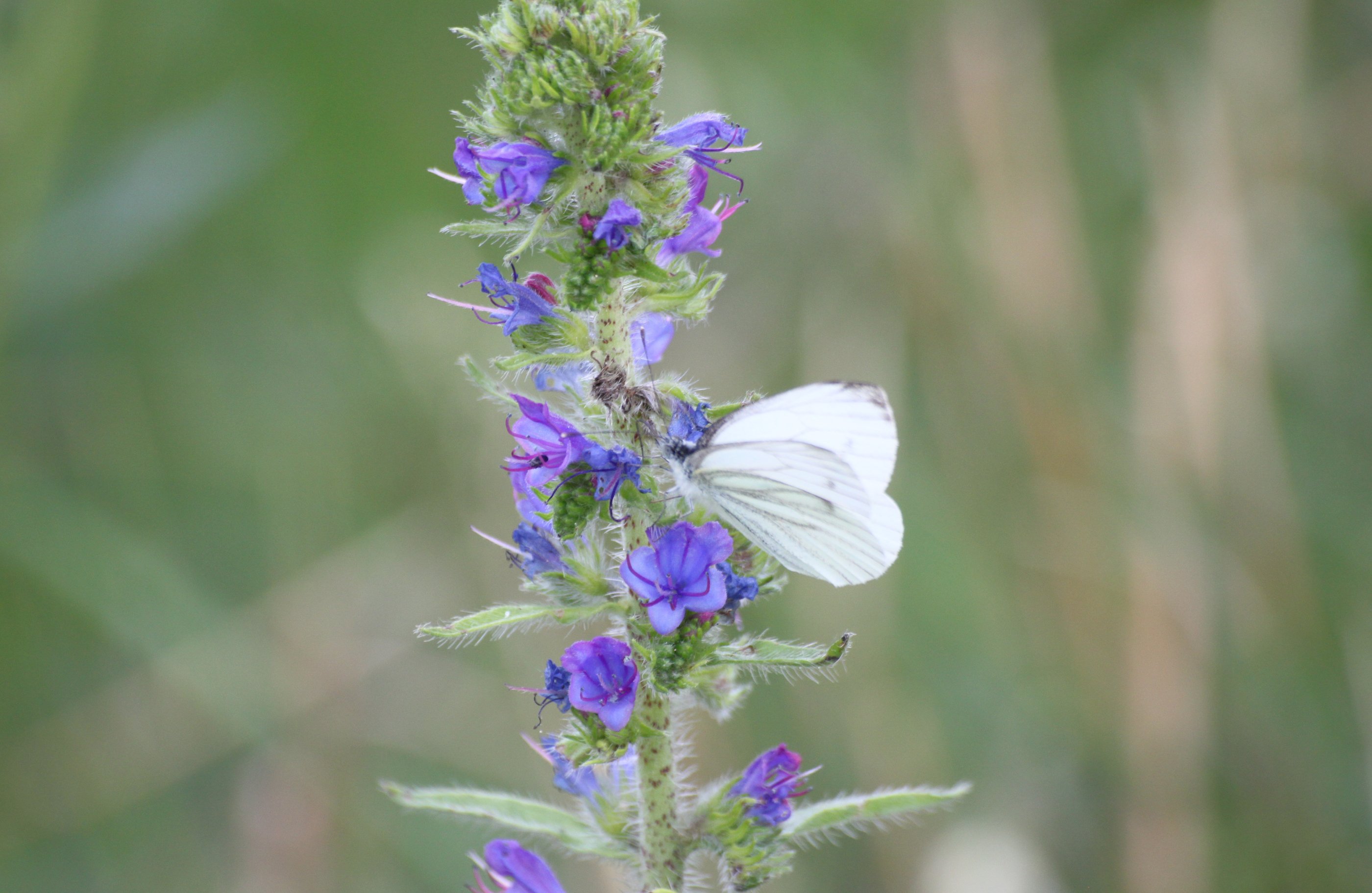 Fonds d'cran Animaux Insectes - Papillons 