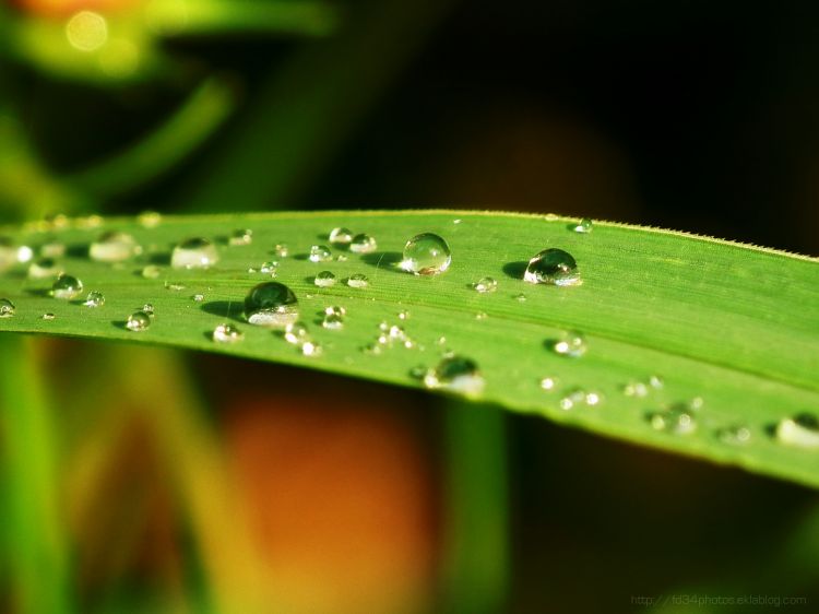 Wallpapers Nature Water - Drops Wallpaper N305790