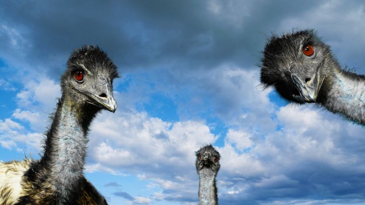 Wallpapers Animals Birds - Ostriches and Emus Wallpaper N305767