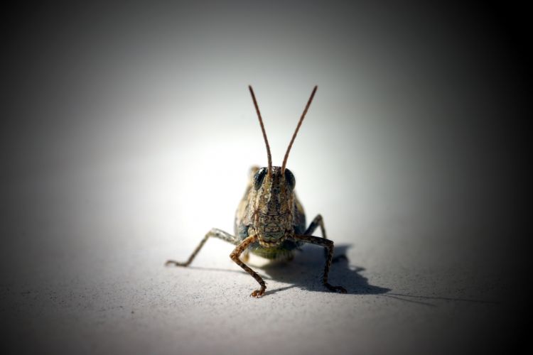 Wallpapers Animals Insects - Crickets tu veux ma photo !!