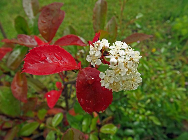 Wallpapers Nature Flowers photinia red robin