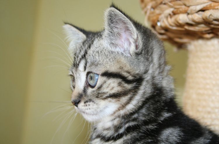 Fonds d'cran Animaux Chats - Chatons de profil