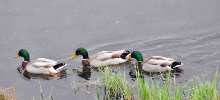 Wallpapers Animals Birds - Ducks Trio de Colverts