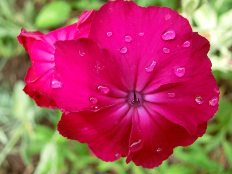 Wallpapers Nature Flowers quelques gouttes de pluie