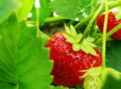  Nature Fraises