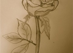  Art - Pencil Rosa