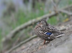  Animaux Mditation sur le quai ...