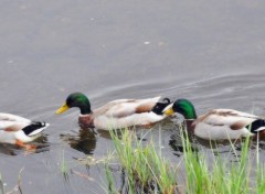  Animaux Trio de Colverts