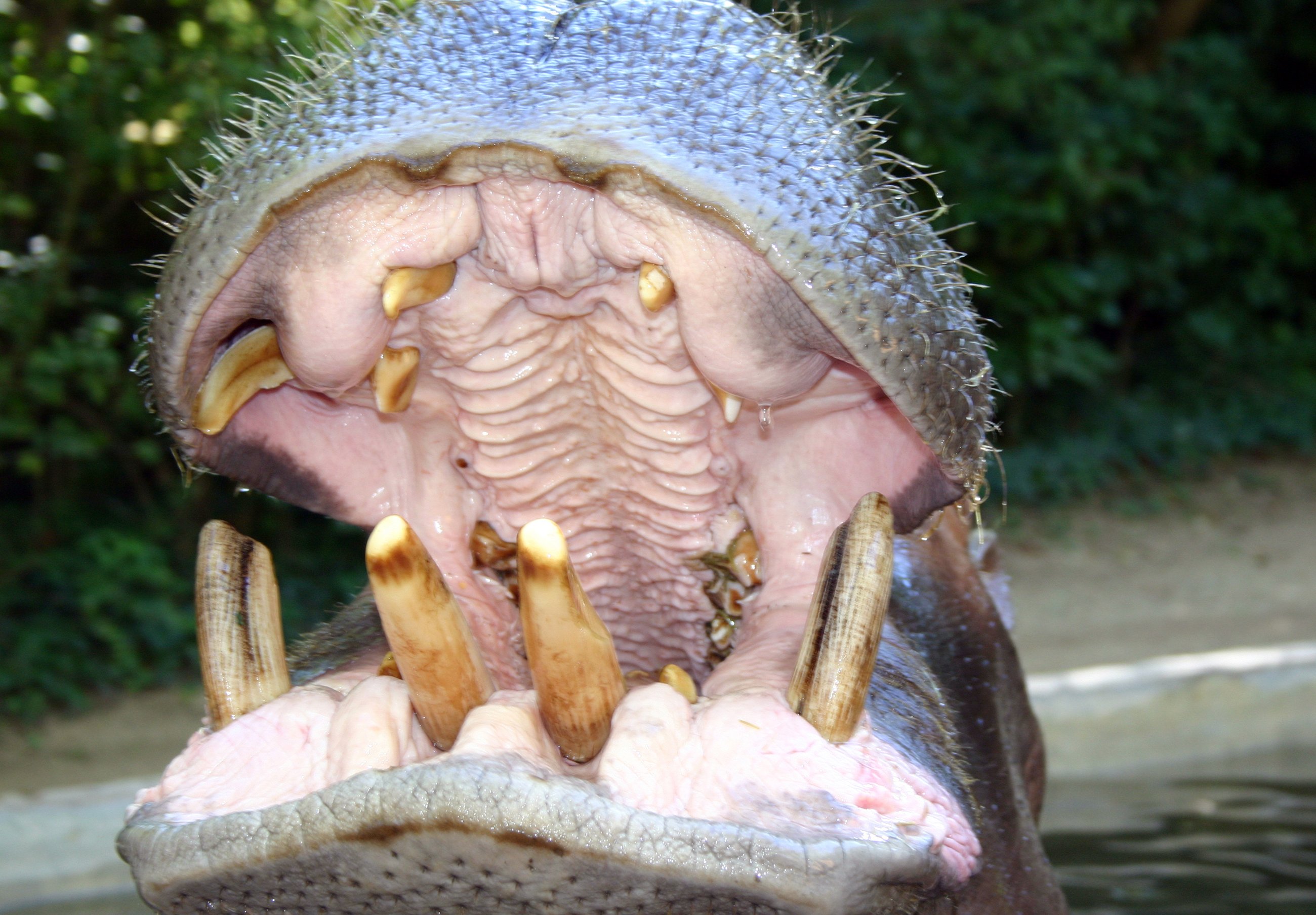 Fonds d'cran Animaux Hippopotames 