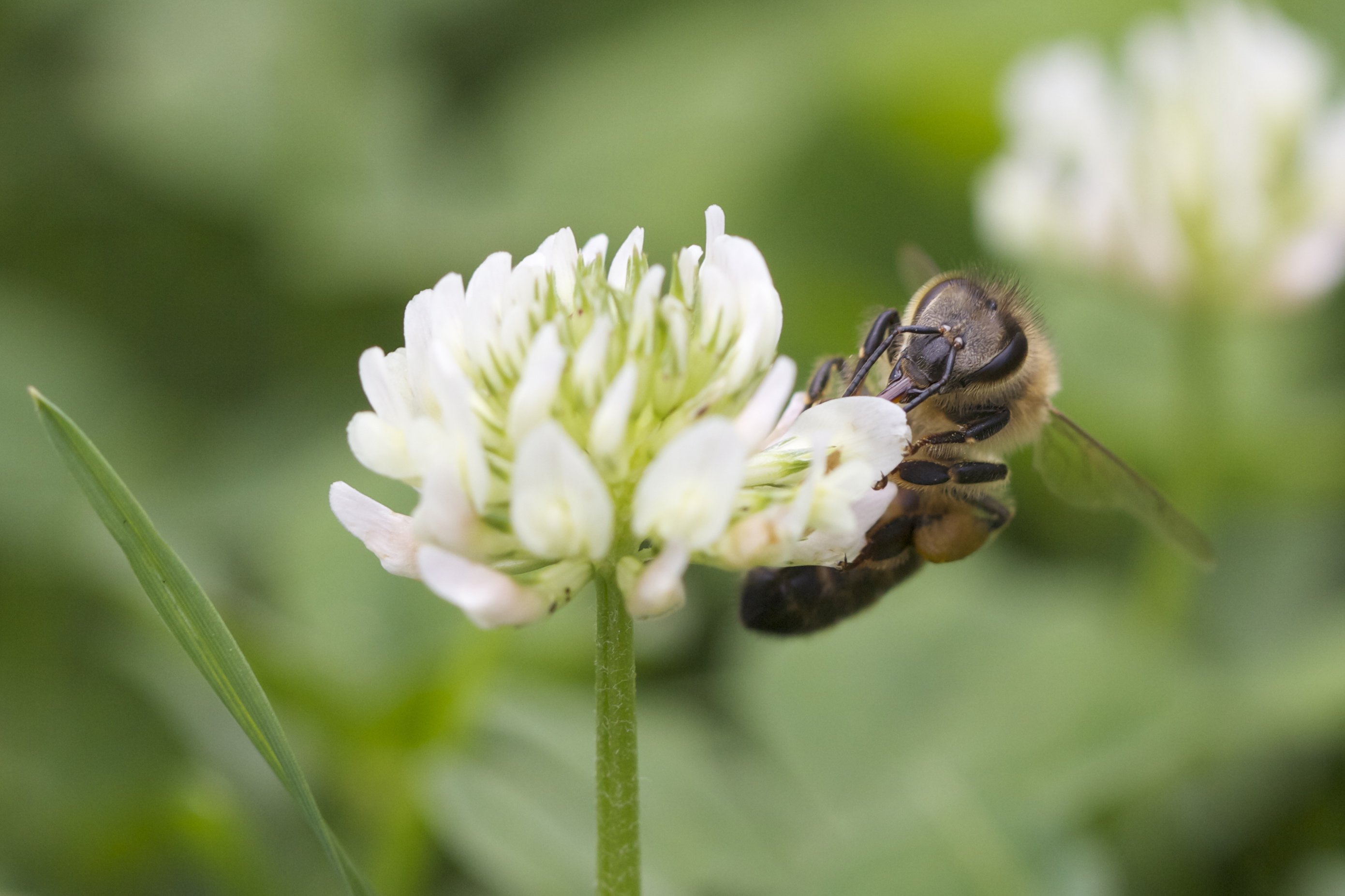 Fonds d'cran Animaux Insectes - Abeilles Gupes ... Une petite faim ?