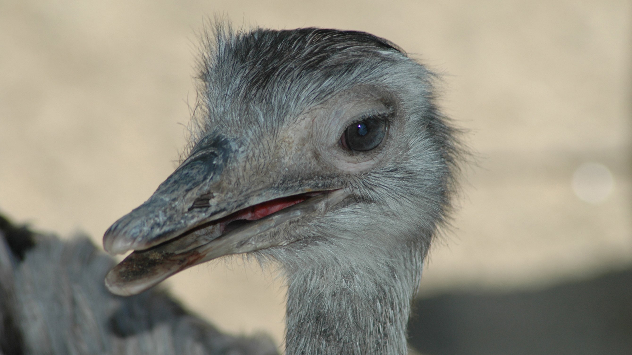 Fonds d'cran Animaux Oiseaux - Autruches et Emeus L'meu motif