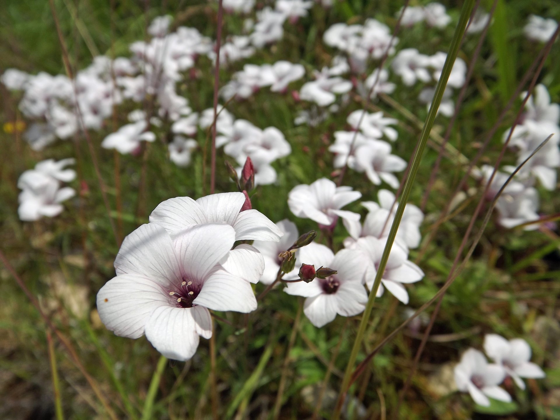 Wallpapers Nature Flowers fleurs des champs