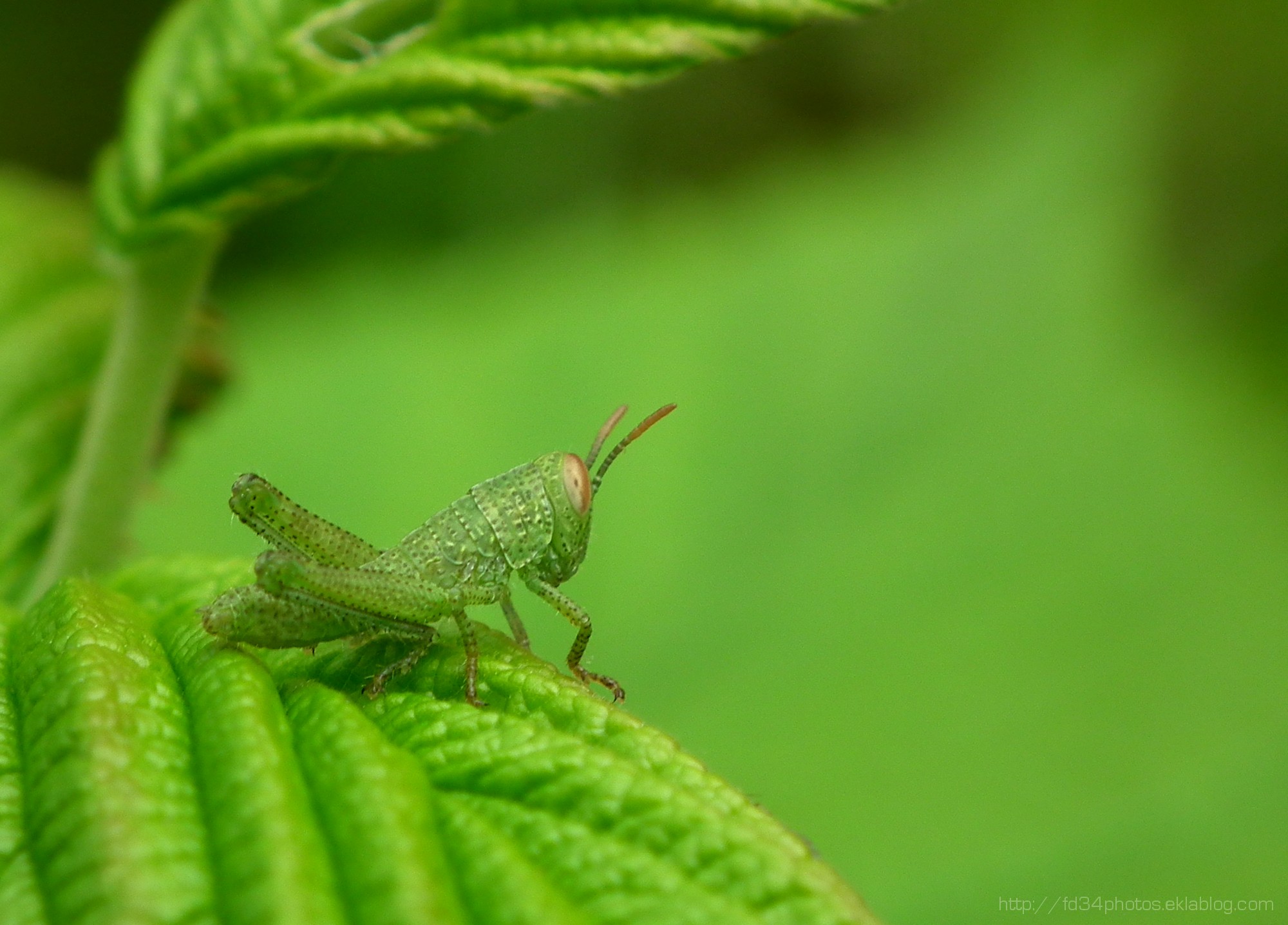 Wallpapers Animals Insects - Grasshoppers and Locusts Minuscule