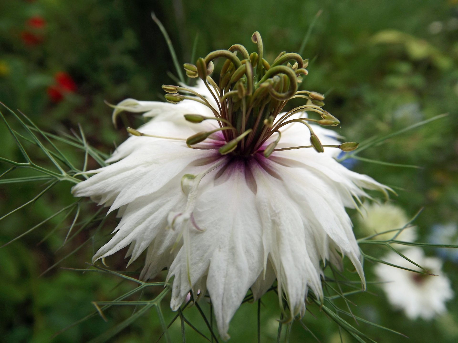 Wallpapers Nature Flowers nigelle ou cumin noir