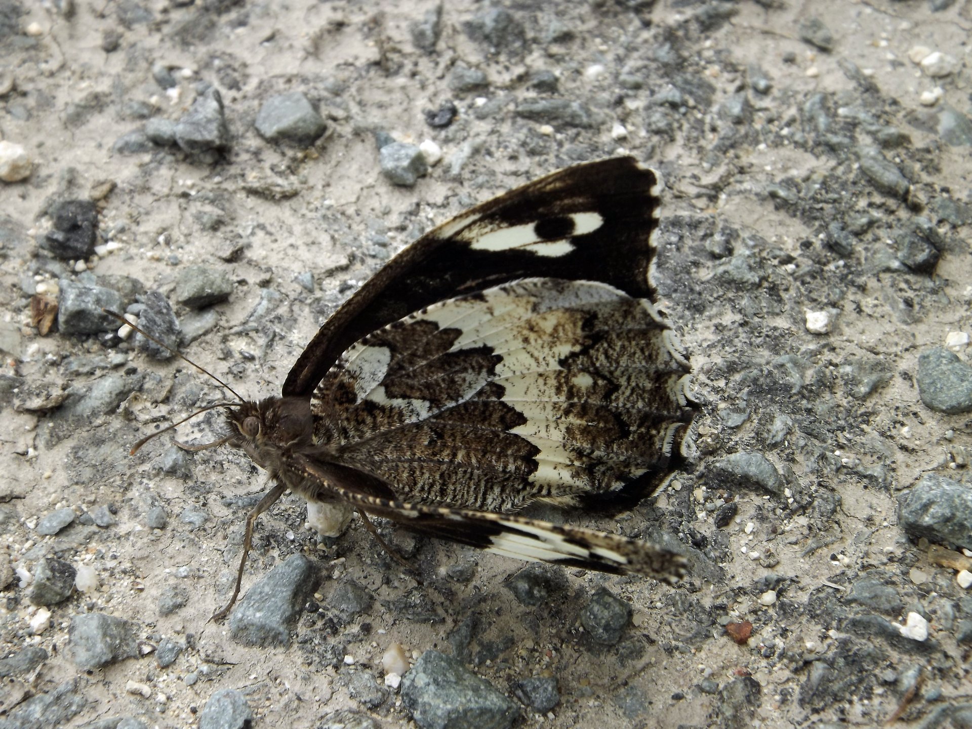 Fonds d'cran Animaux Insectes - Papillons papillons aux couleurs sombres