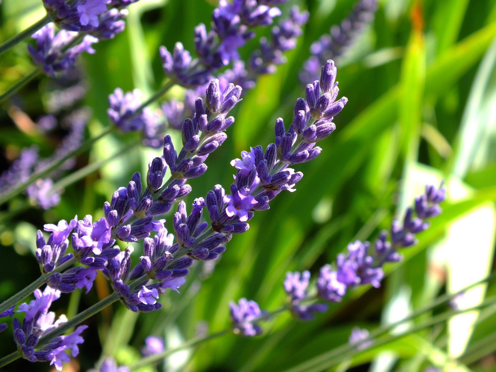 Fonds d'cran Nature Fleurs lilas