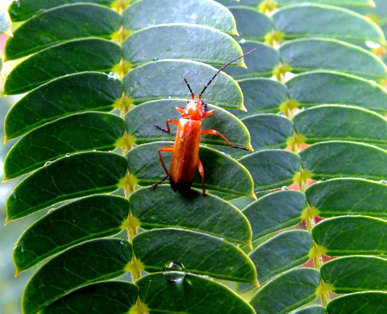 Wallpapers Animals Insects - Cockroaches insectes