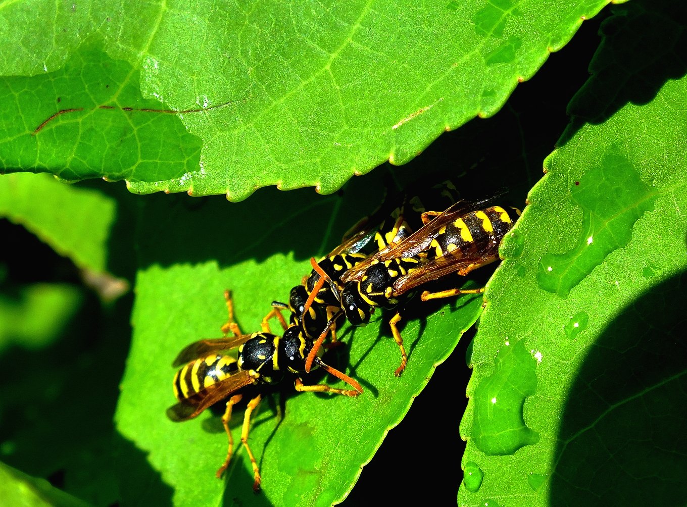 Fonds d'cran Animaux Insectes - Abeilles Gupes ... Guépes