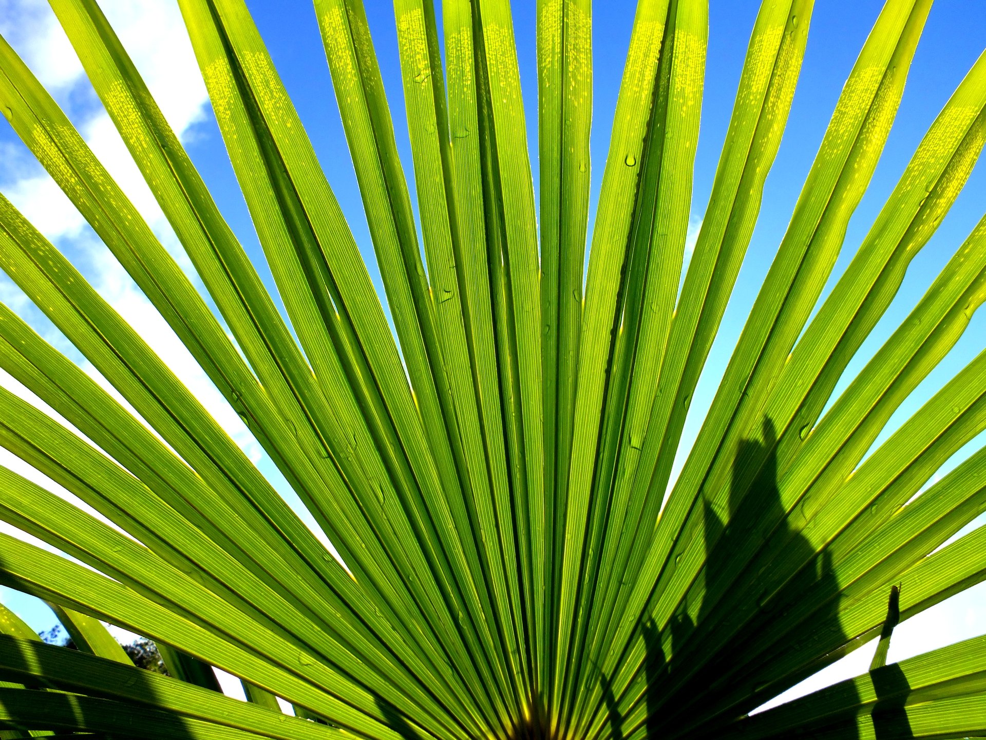 Wallpapers Nature Leaves - Foliage nature