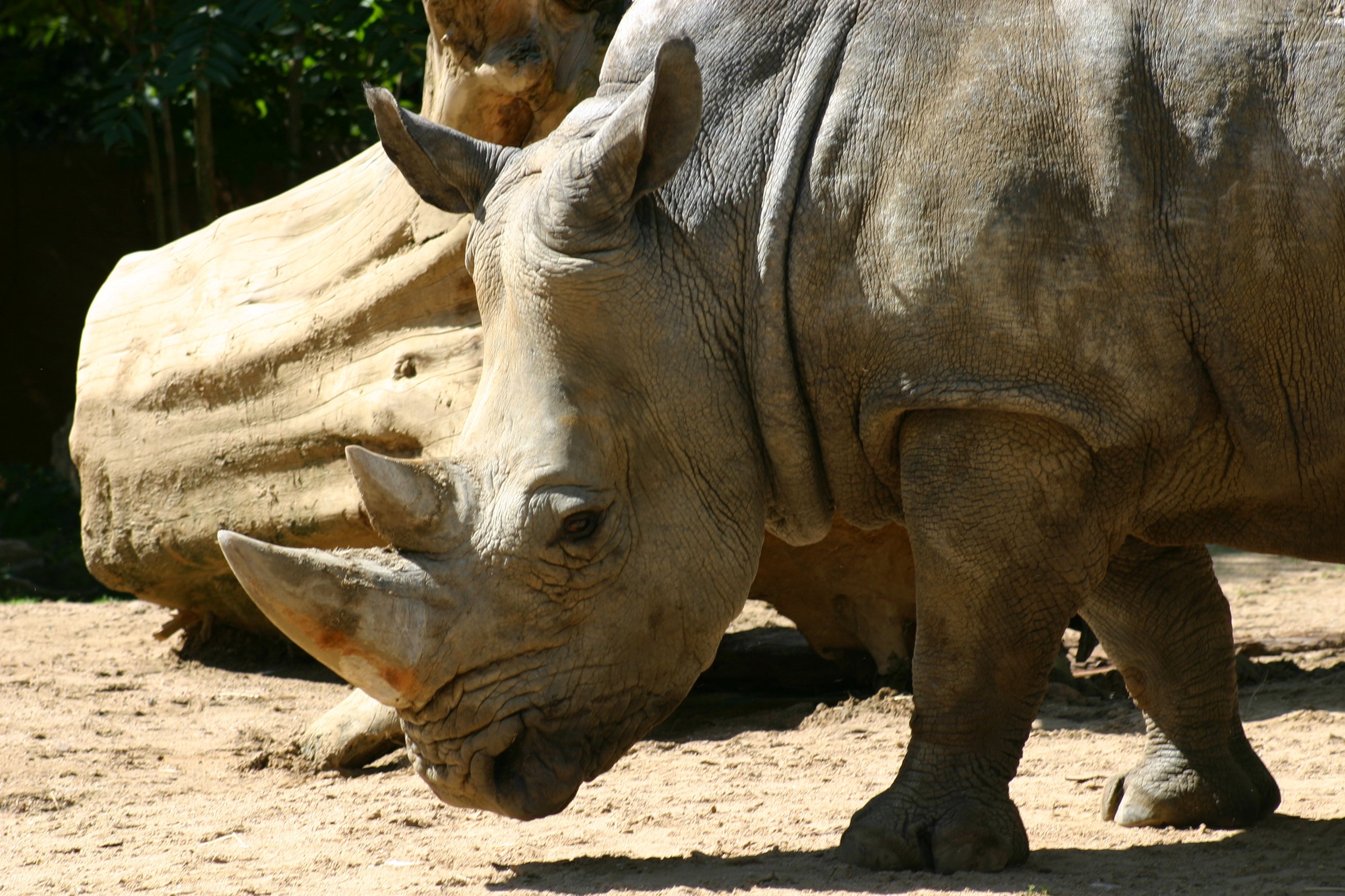 Wallpapers Animals Rhinoceros 