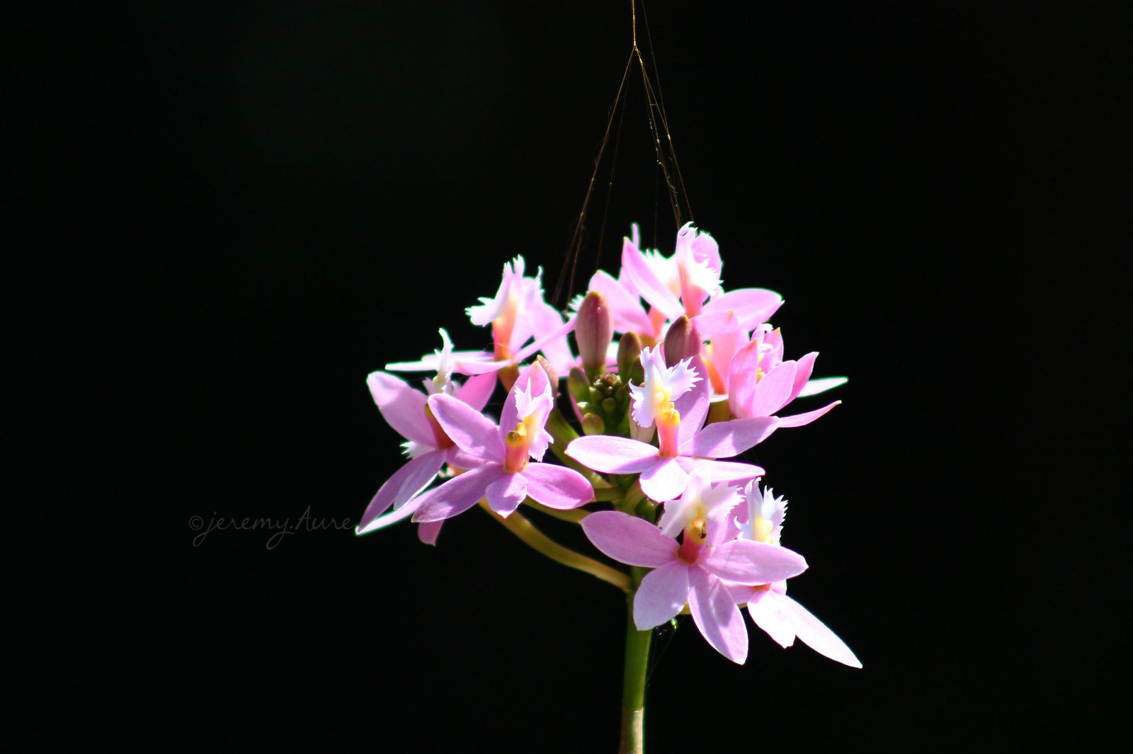 Fonds d'cran Nature Fleurs Jeremy.Aure  Tous droits rservs