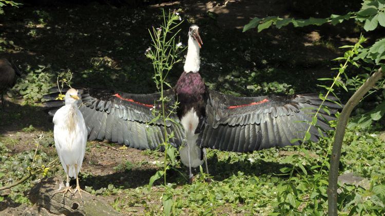 Fonds d'cran Animaux Oiseaux - Divers Oiseaux