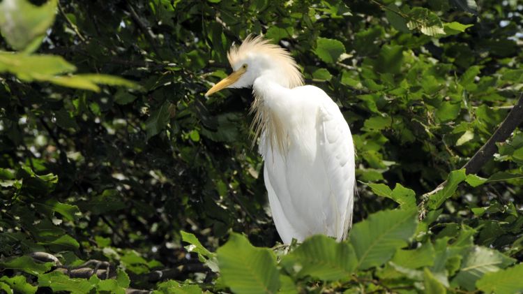 Fonds d'cran Animaux Oiseaux - Divers Oiseaux