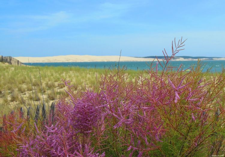 Wallpapers Nature Seas - Oceans - Beaches Plages du Cap Ferret