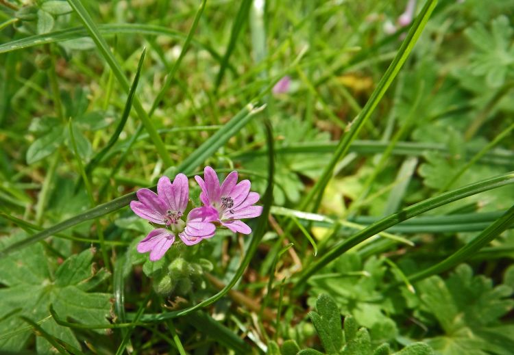 Wallpapers Nature Flowers fleurs des champs