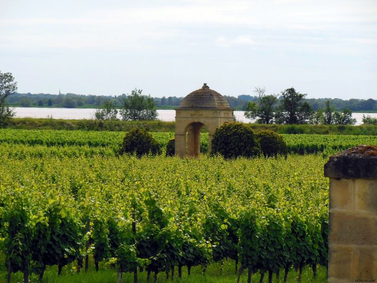 Fonds d'cran Nature Vignes - Vignobles Vignoble Bordelais