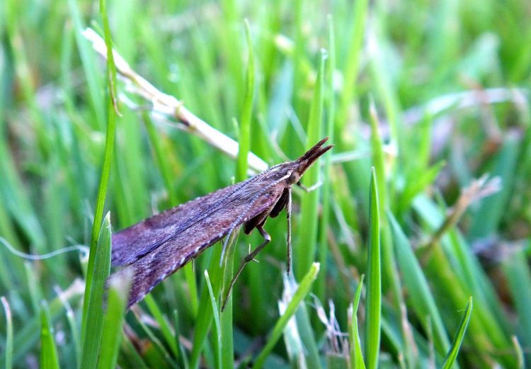 Fonds d'cran Animaux Insectes - Papillons papillons