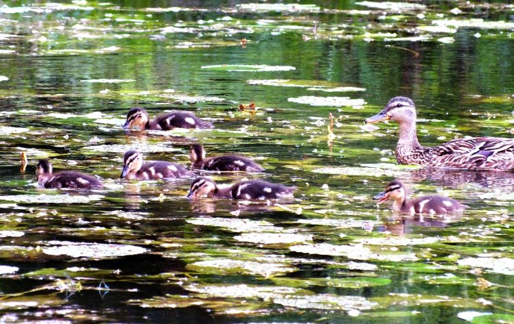 Fonds d'cran Animaux Oiseaux - Canards canard