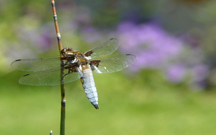 Wallpapers Animals Insects - Dragonflies La Libellule