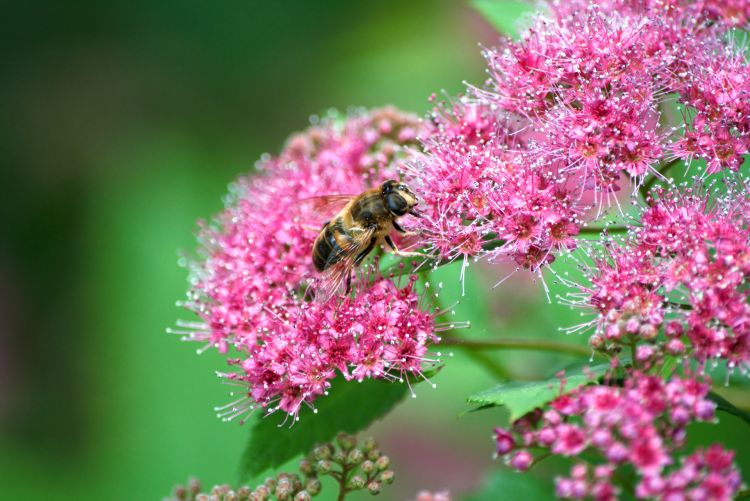 Fonds d'cran Animaux Insectes - Abeilles Gupes ... un instant dans la vie d'une abeille