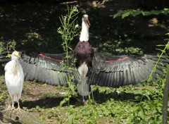  Animaux Oiseaux