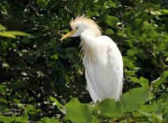  Animaux Oiseaux