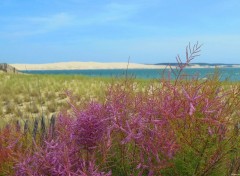  Nature Plages du Cap Ferret