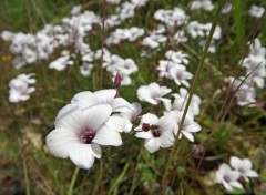  Nature fleurs des champs