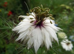  Nature nigelle ou cumin noir