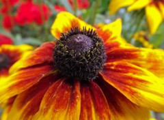  Nature fleurs des champs