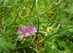  Nature fleurs des champs