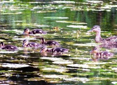  Animaux canard