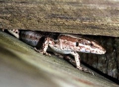  Animaux Lzards