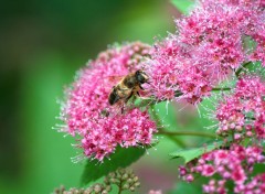  Animaux un instant dans la vie d'une abeille