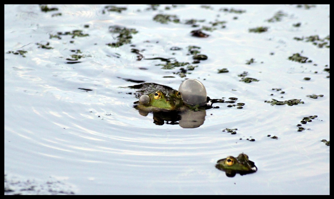 Fonds d'cran Animaux Grenouilles - Crapauds 