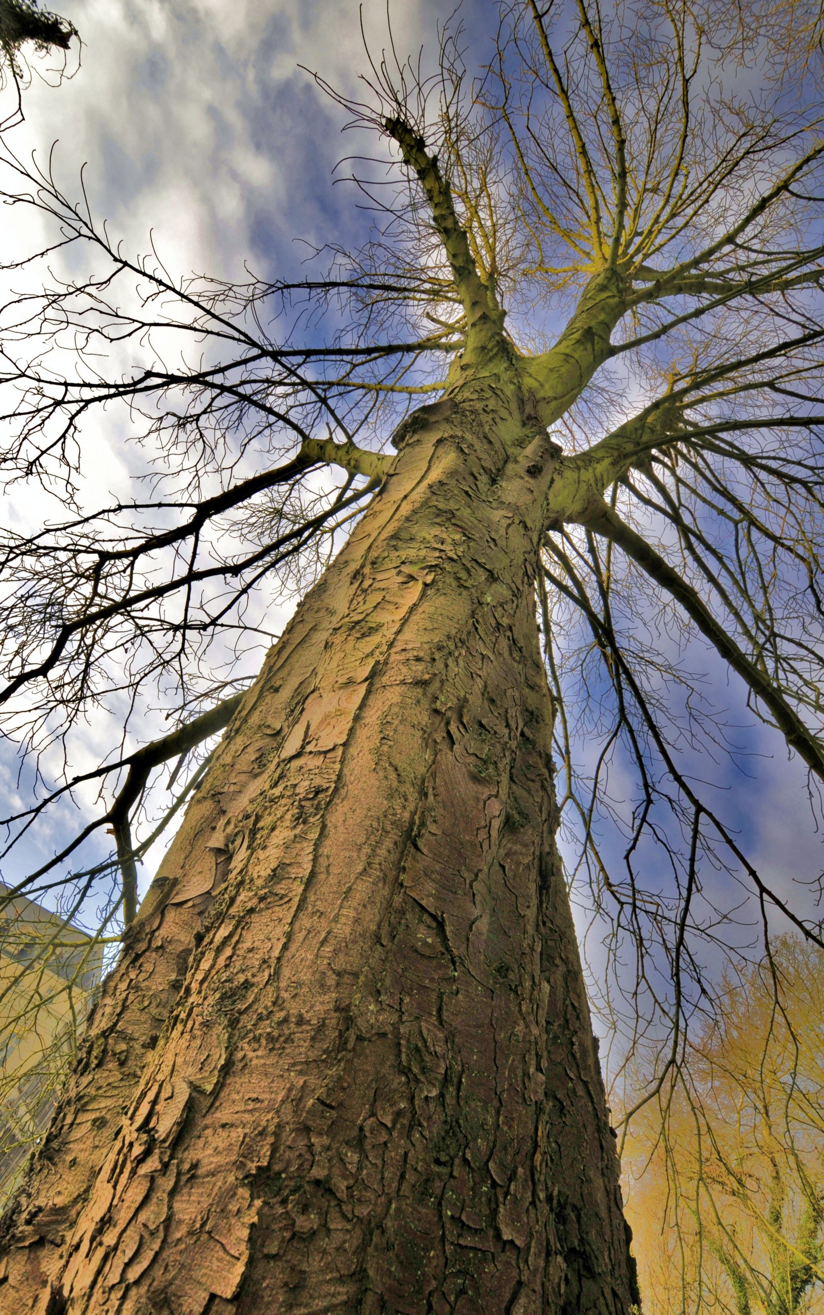 Fonds d'cran Nature Arbres - Forts L'arbre d'Avelin (59)