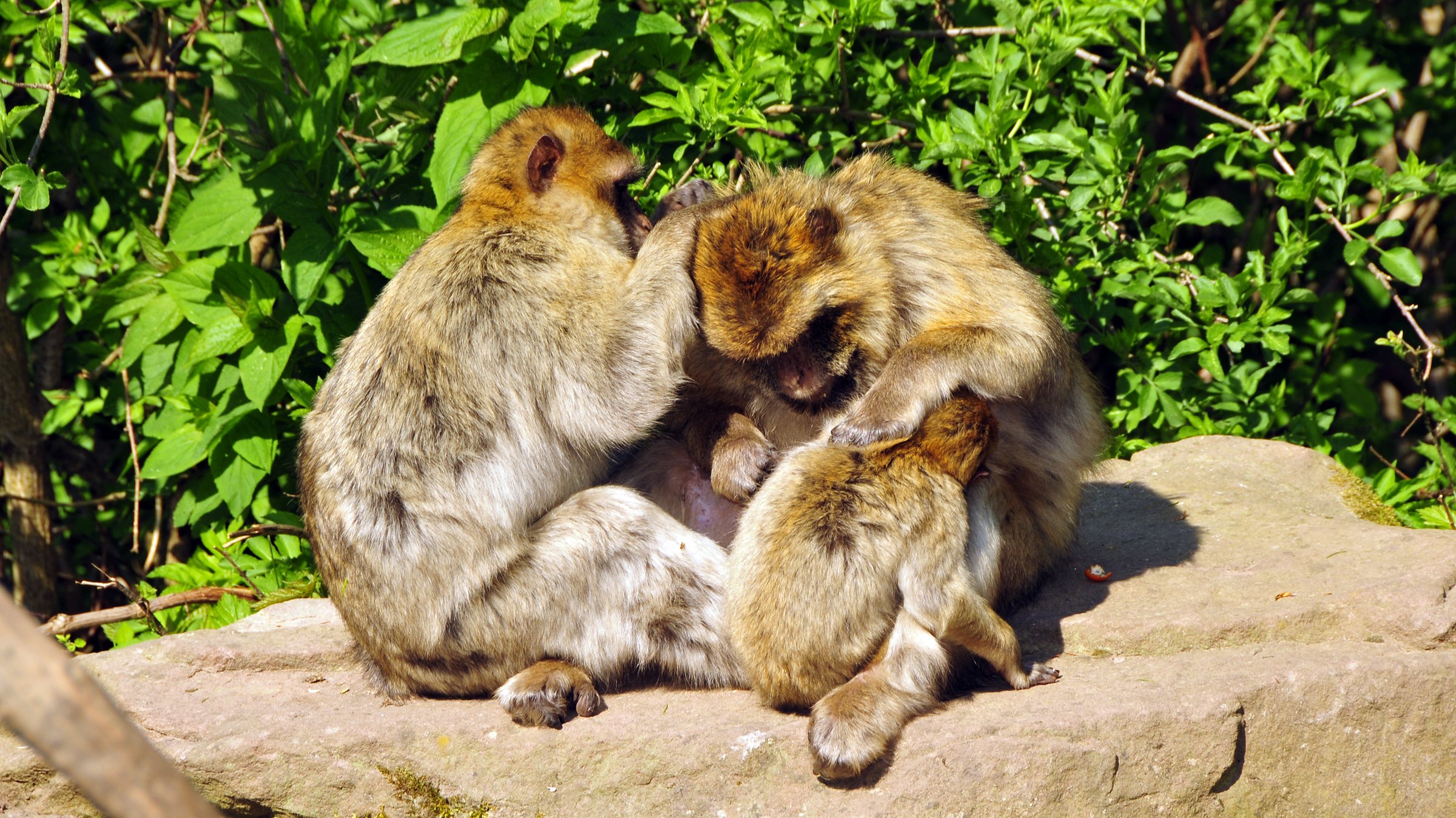 Fonds d'cran Animaux Singes Sance de dpouillage