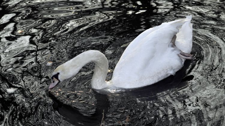 Fonds d'cran Animaux Oiseaux - Cygnes fais-moi un cygne